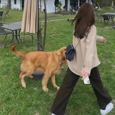 海豚之眼
